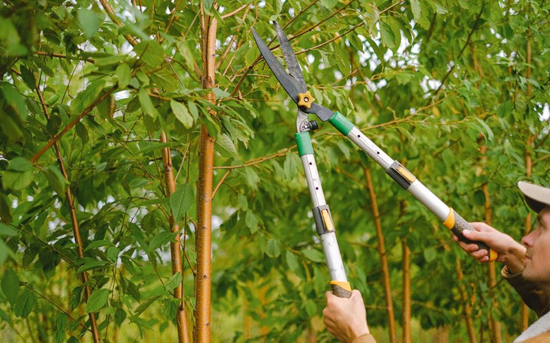 Tree trimming in Bloomingrose, WV