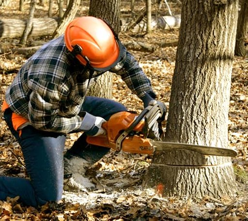 Tree Removal in Bloomingrose, WV